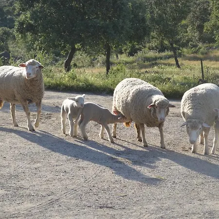 Pensionat Casa Rural Las Gamitas *